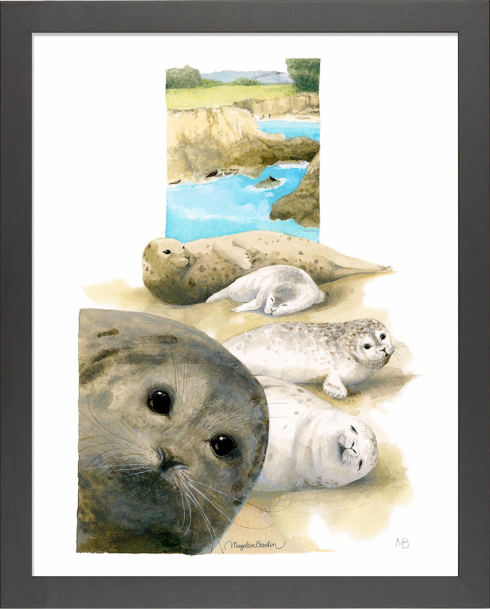 Harbor Seals at The Sea Ranch - 11″ x 14″ Art Print