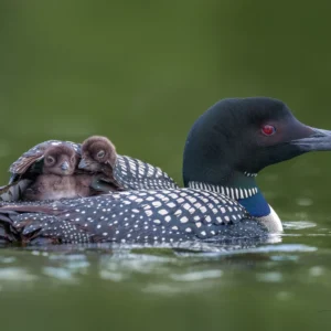 Loon Chicks under Mom's Wing - Unstretched Canvas