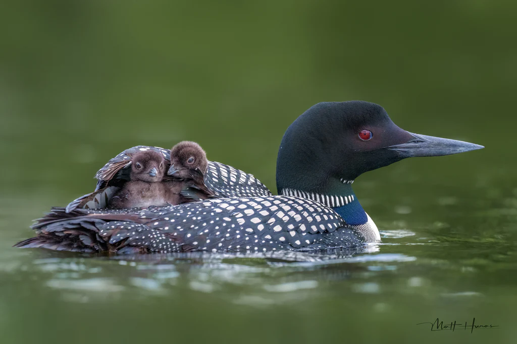 Loon Chicks under Mom's Wing - Unstretched Canvas
