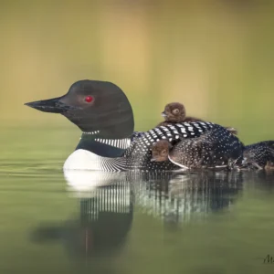 Loon and Chicks - Unstretched Canvas