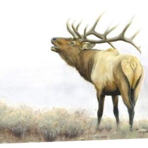 Majestic Elk - Gallery Wrapped Canvas
