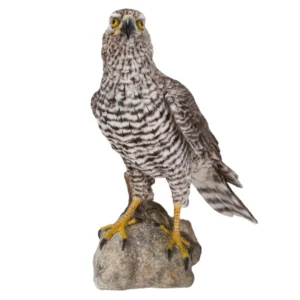 Northern Goshawk Standing on Rock Statue - Sculpture