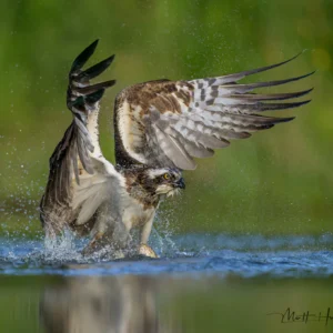 Osprey - Giclée Paper