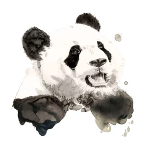Panda - Giclée Paper