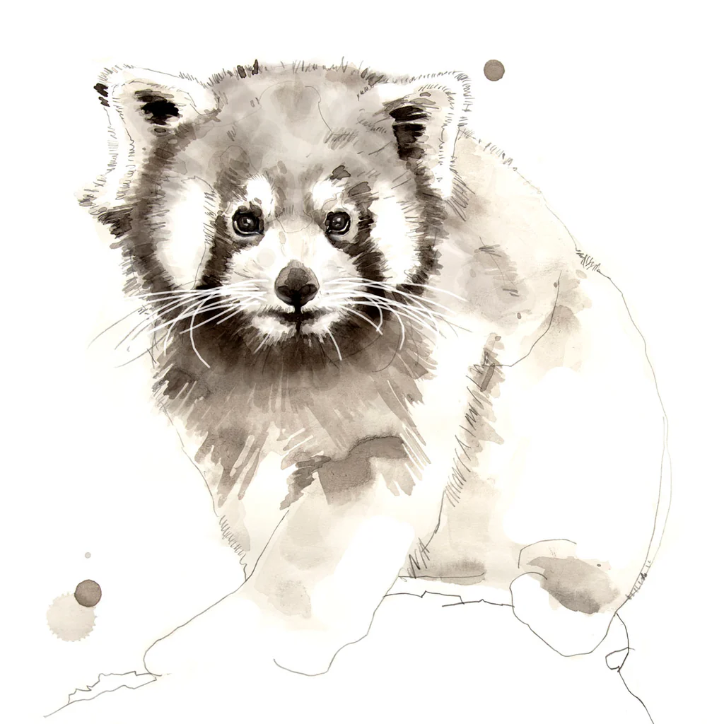 Red Panda - Giclée Paper