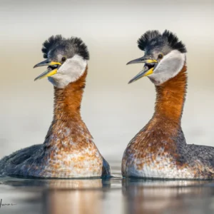 Red-necked Grebe Pair Calling - Unstretched Canvas