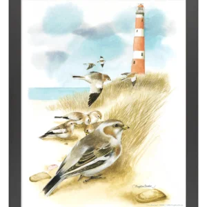 Snow Buntings - 11″ x 14″ Art Print