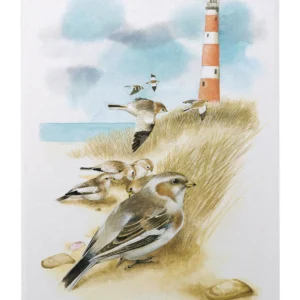 Snow Buntings - 12" x 9" Gallery Wrapped Canvas