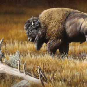Solemn Giant - Bison - Giclée Paper