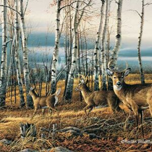 The Birch Line - Whitetail Deer - Elite Print
