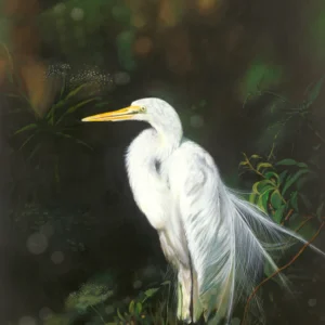 White Egret in Dappled Light - Giclée Paper
