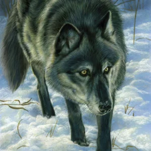 Winter Trail - Wolf - Unstretched Canvas
