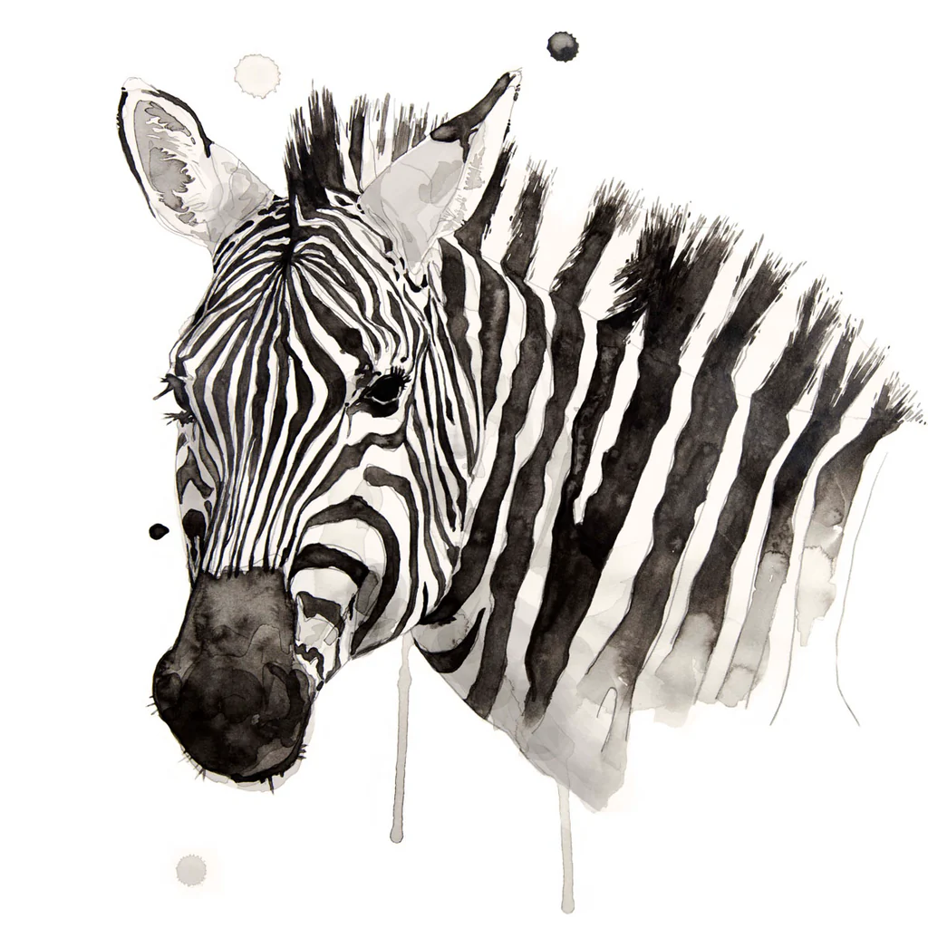 Zebra II - Unstretched Canvas
