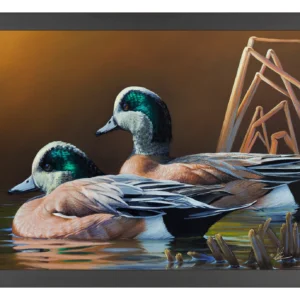American Wigeon - 11″ x 14″ Art Print