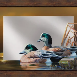American Wigeon - 16" x 24" Mirror Framed Barnwood