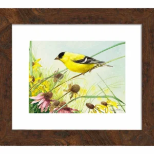 Breathtaking Prairie - American Goldfinch - Art Prints