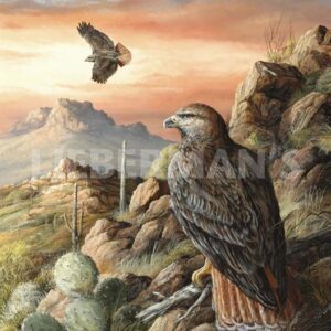 Canyon Hunters - Red-tailed Hawk - Art Prints