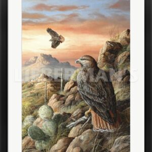 Canyon Hunters - Red-tailed Hawk - 25" x 33" Framed Art Print