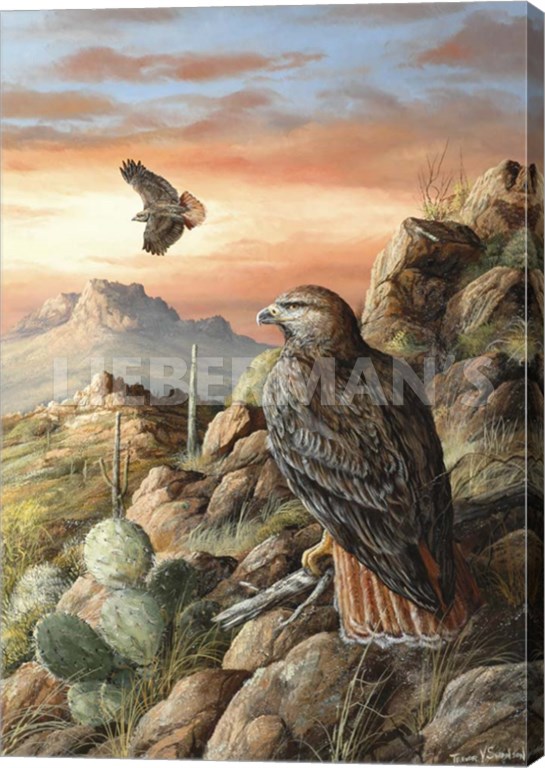 Canyon Hunters - Red-tailed Hawk - 18β³ x 26β³ Gallery Wrapped Canvas