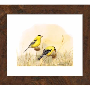 Feeding Off the Prairie - American Goldfinch - Art Prints