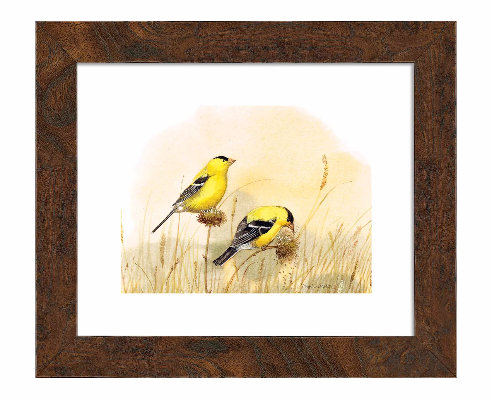 Feeding Off the Prairie - American Goldfinch - Art Prints