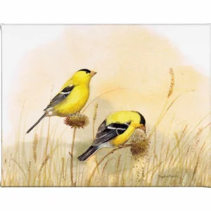 Feeding Off the Prairie - American Goldfinch - Gallery Wrapped Canvas