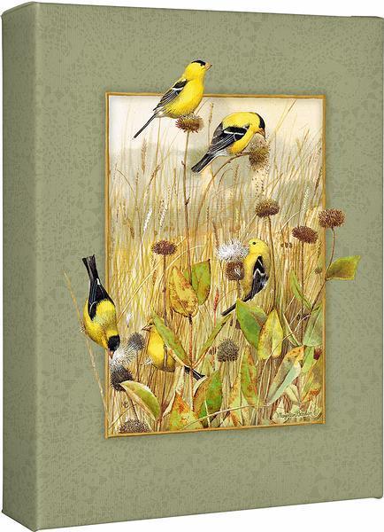 Prairie Canaries - Goldfinches - 9" x 12" Gallery Wrapped Canvas