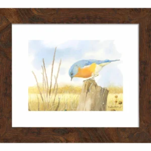 Scouring Around - Western Bluebird - Art Prints