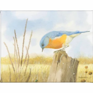 Scouring Around - Western Bluebird - Gallery Wrapped Canvas